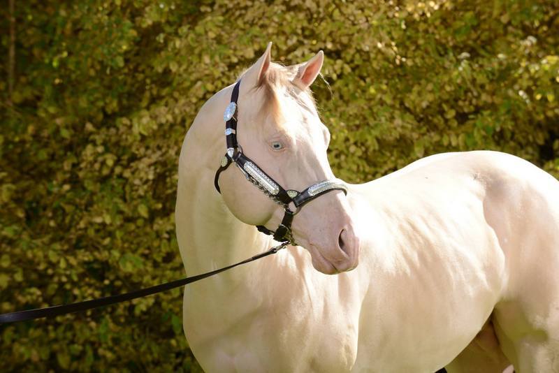 AQHA Perlino Stallion